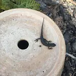 Lele-lake Super Mazury * Пасым