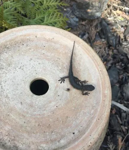 Lele-lake Super Mazury * Пасым